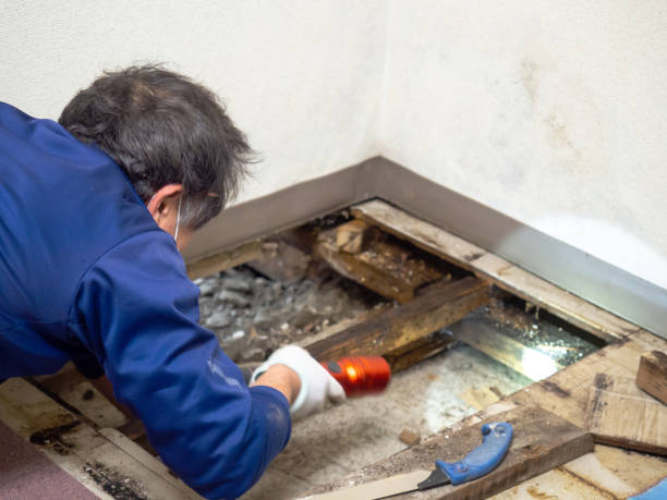 Best Emergency Mold Removal  in East Village, CT