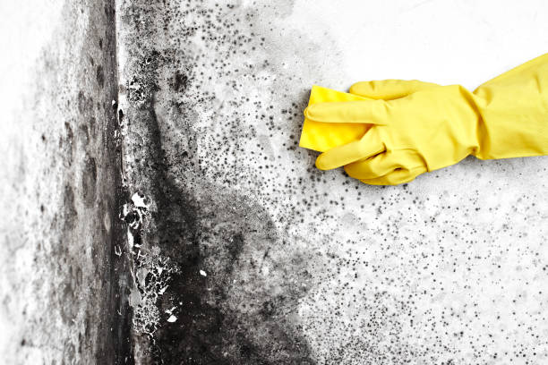 Best Mold Damage Repair  in East Village, CT