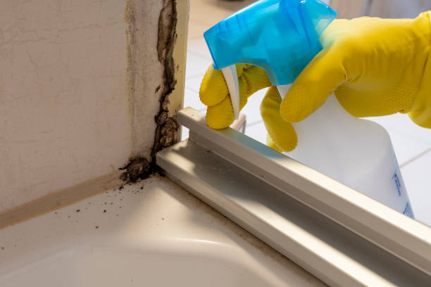 Best Fast Mold Removal  in East Village, CT