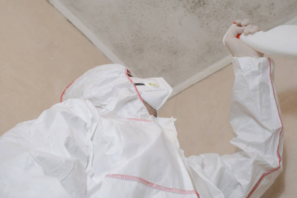 Best Home Mold Removal  in East Village, CT