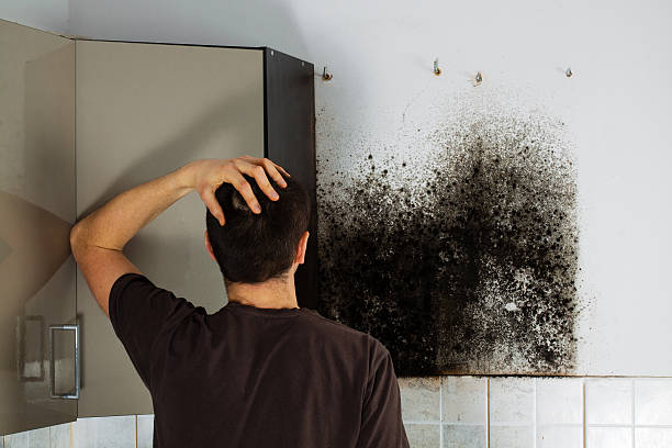 Best Mold Testing  in East Village, CT